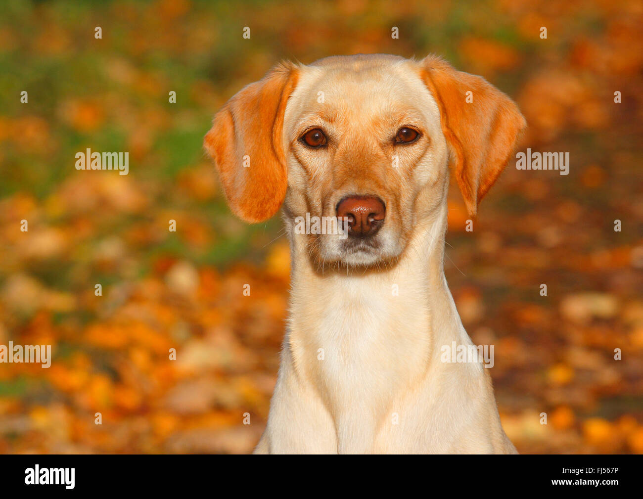 Dog (Canis lupus f. familiaris), Labrador Magyar Vizsla devint mixed breed dog sitting en automne feuillage, Allemagne Banque D'Images