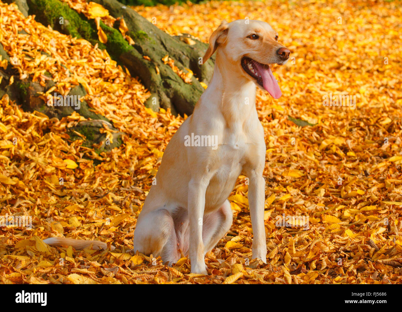 Dog (Canis lupus f. familiaris), Labrador Magyar Vizsla devint mixed breed dog sitting en automne feuillage et haletant, Allemagne Banque D'Images