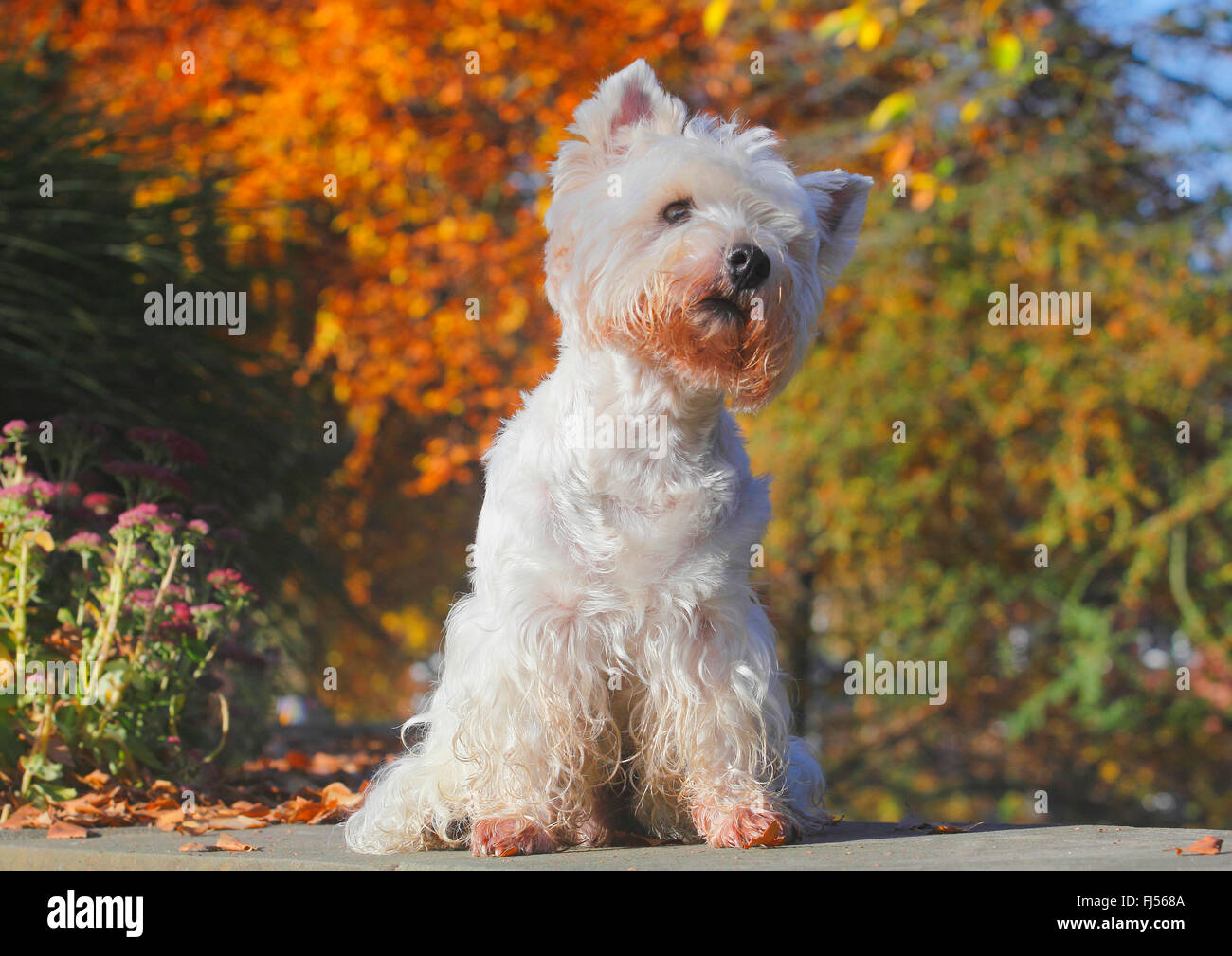 West Highland White Terrier, Westie (Canis lupus f. familiaris), neuf ans chien assis dans un parc sur un mur, Allemagne Banque D'Images