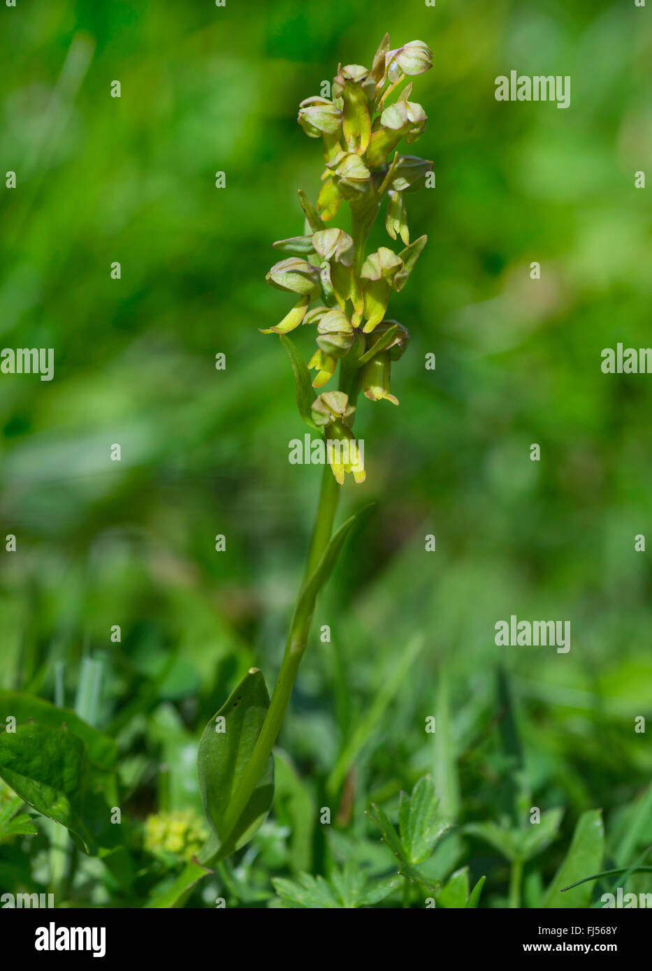 Orchidée grenouille (Coeloglossum viride), la floraison, l'Autriche, le Tyrol, Tannheimer Berge Banque D'Images