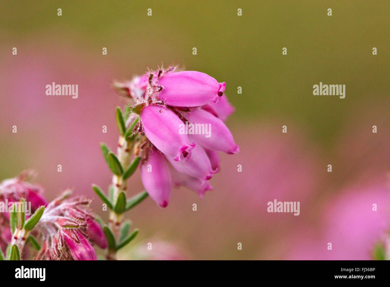Les feuillus à Heath, Cross-Leaved-Heath (Erica tetralix), l'inflorescence, le Danemark, l'Juetland, ton National Park Banque D'Images