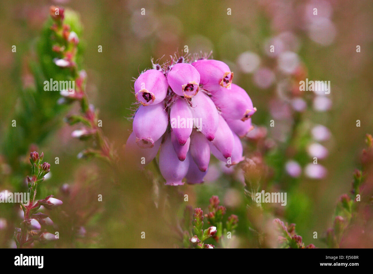 Les feuillus à Heath, Cross-Leaved-Heath (Erica tetralix), l'inflorescence, le Danemark, l'Juetland, ton National Park Banque D'Images