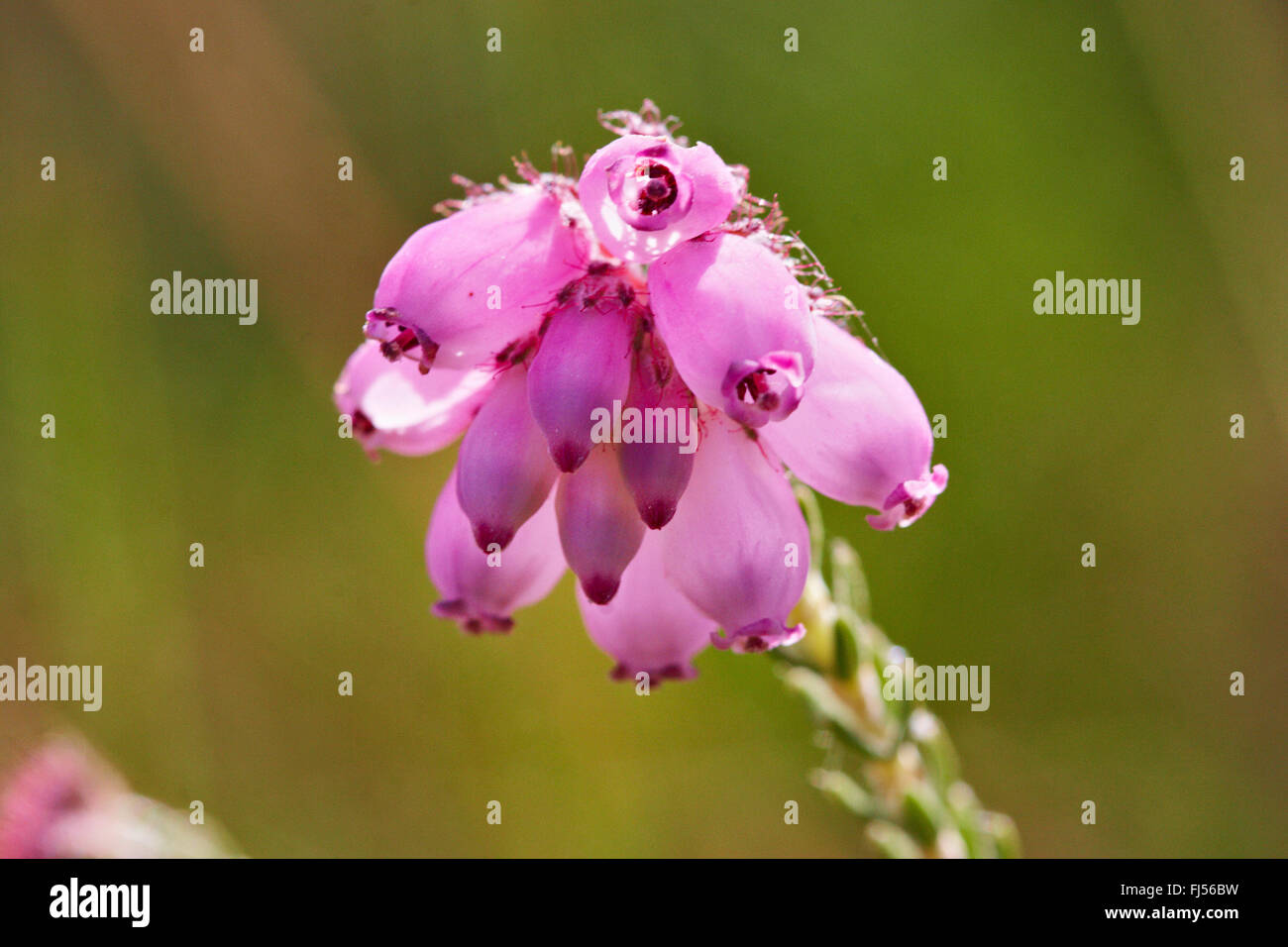 Les feuillus à Heath, Cross-Leaved-Heath (Erica tetralix), l'inflorescence, le Danemark, l'Juetland, ton National Park Banque D'Images