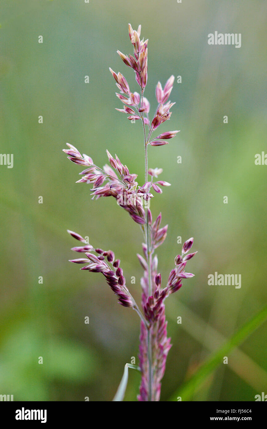 Famille des graminées (Poaceae), d'herbe, de la panicule, Jutland, Danemark D├├ñnemark ñnemark, D Banque D'Images