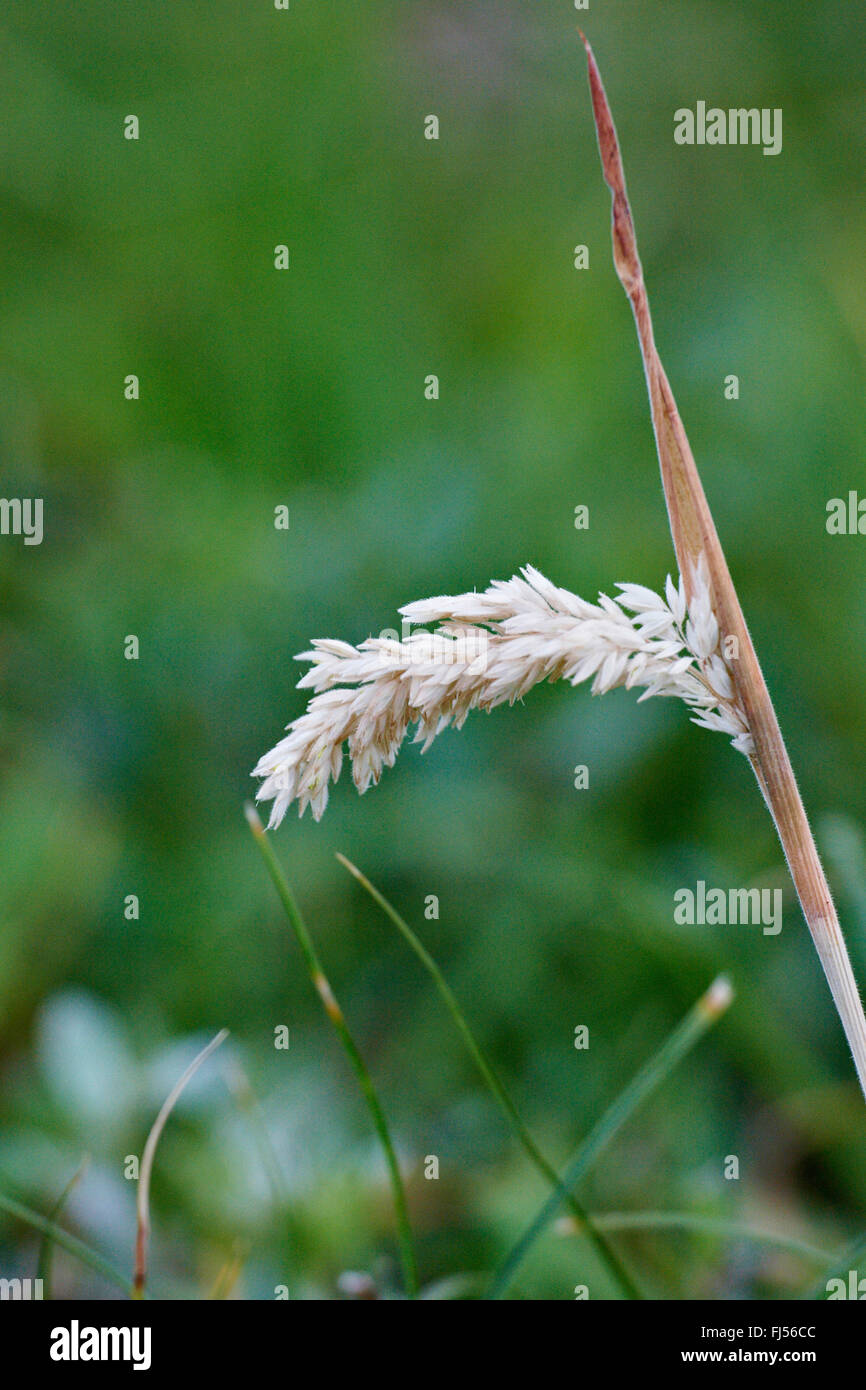 Velours commun herbe, Yorkshire-brouillard, creeping velvetgrass (Holcus lanatus), flétrie, Danemark, D ñnemark├, Jutland Banque D'Images