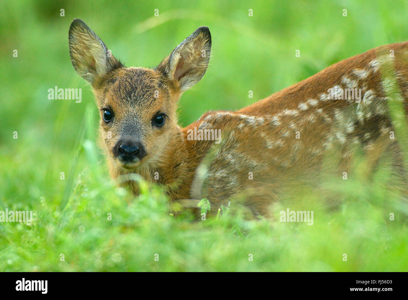 Le chevreuil (Capreolus capreolus), fauve dans un pré, Allemagne, Brandebourg Banque D'Images