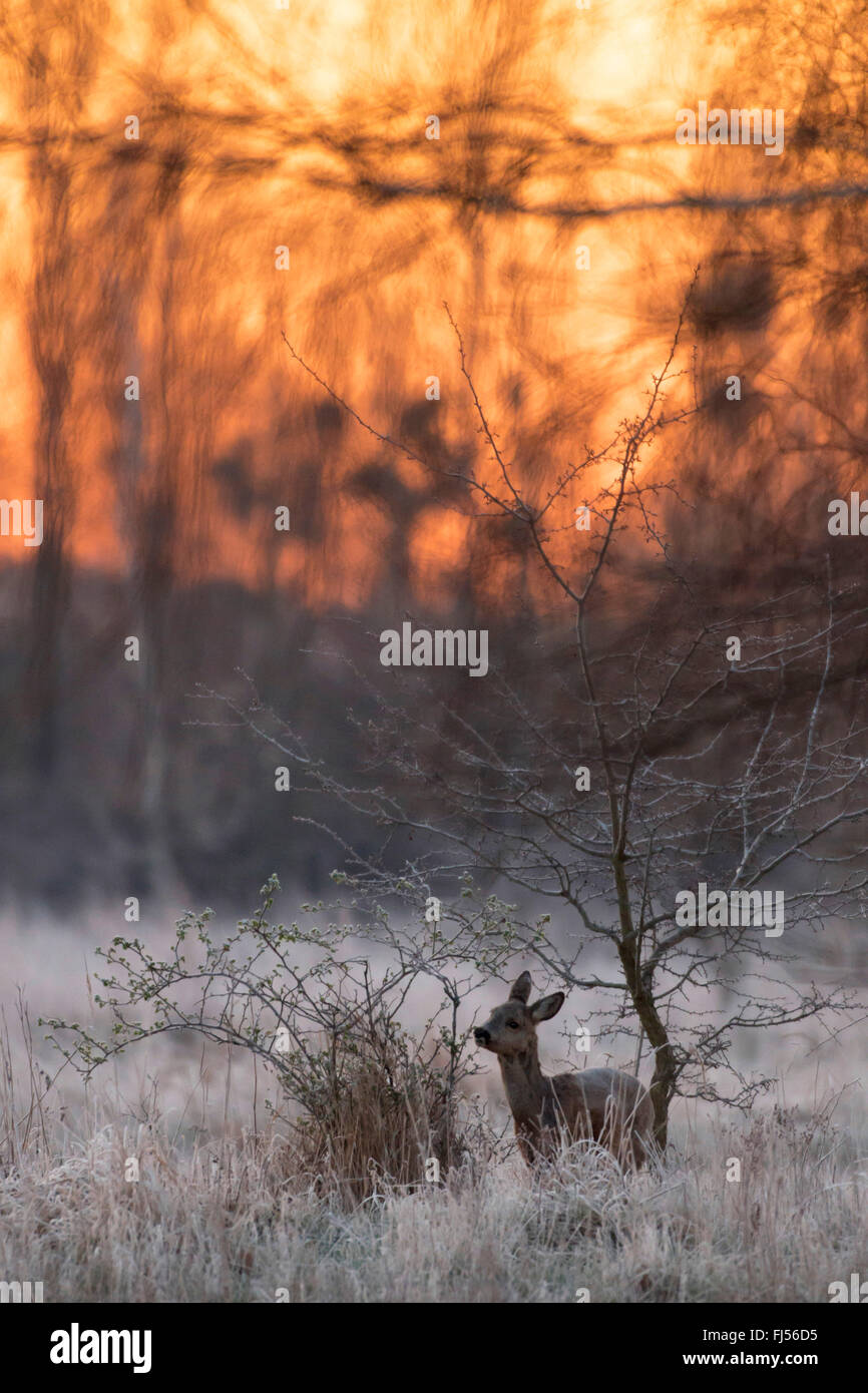 Le chevreuil (Capreolus capreolus), Doe en hiver, l'Allemagne, Brandebourg Banque D'Images