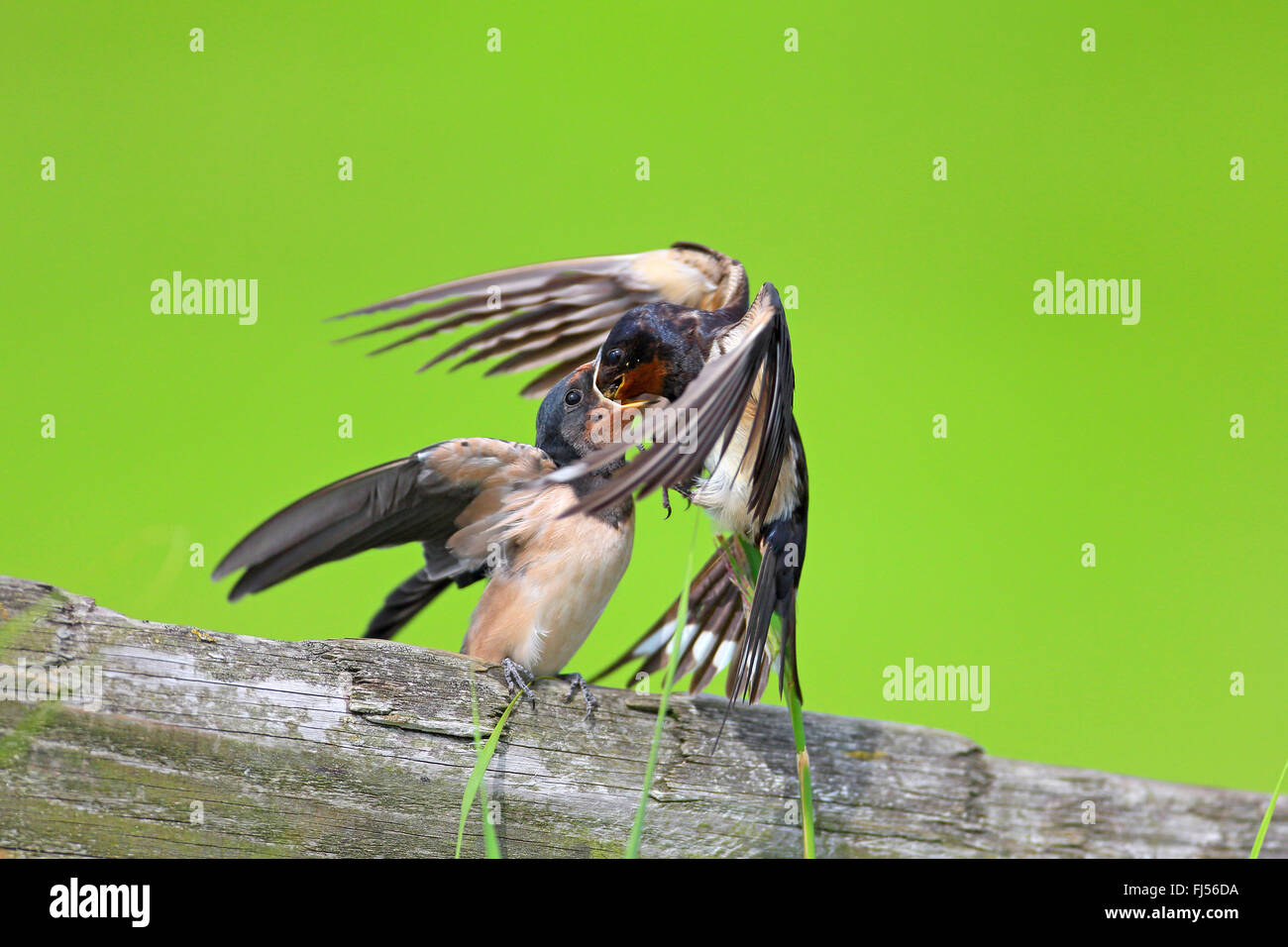 L'hirondelle rustique (Hirundo rustica), nourrir les oiseaux adultes d'oiseaux juvéniles, Pays-Bas, Utrecht Banque D'Images