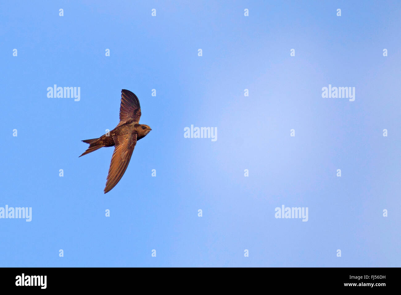 (Apus apus swift eurasien), volant dans le ciel, la France, la Camargue Banque D'Images