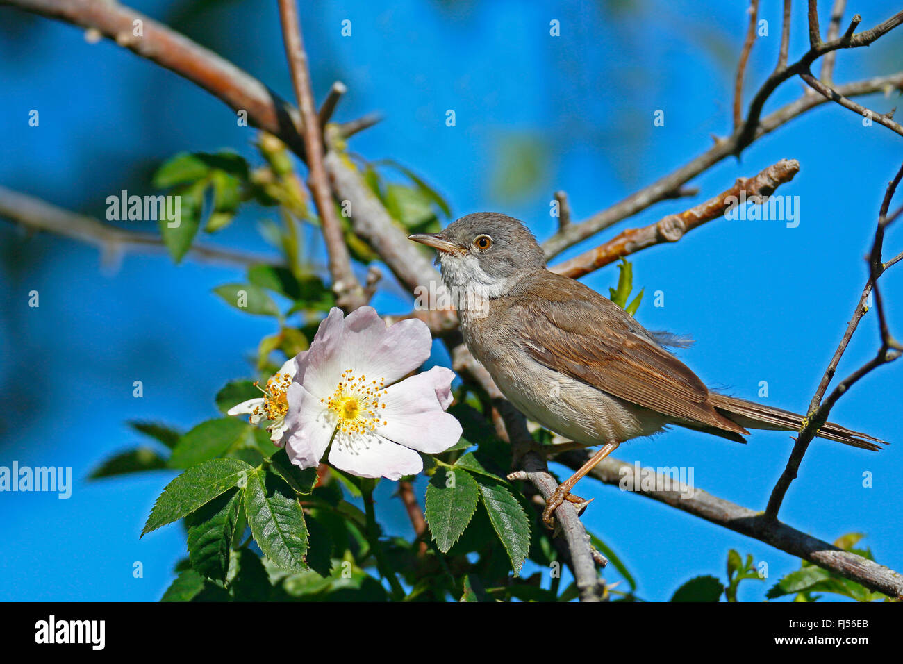 Fauvette grisette (Sylvia communis), homme assis dans un rosier, la Suède, l'Oeland Banque D'Images