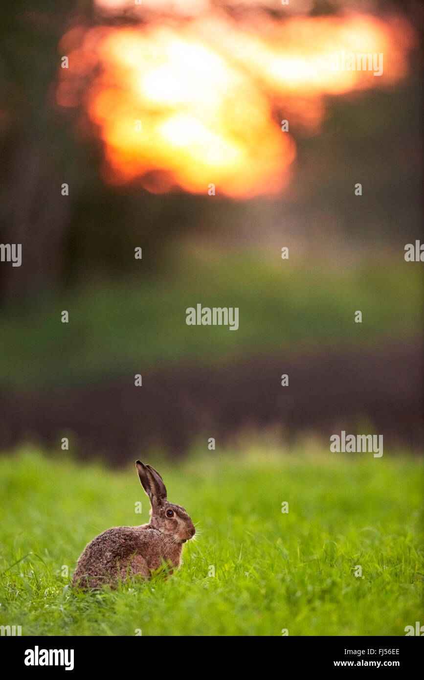 Lièvre européen, lièvre Brun (Lepus europaeus), assis dans un pré à Red sky, side view , Allemagne, Brandebourg Banque D'Images