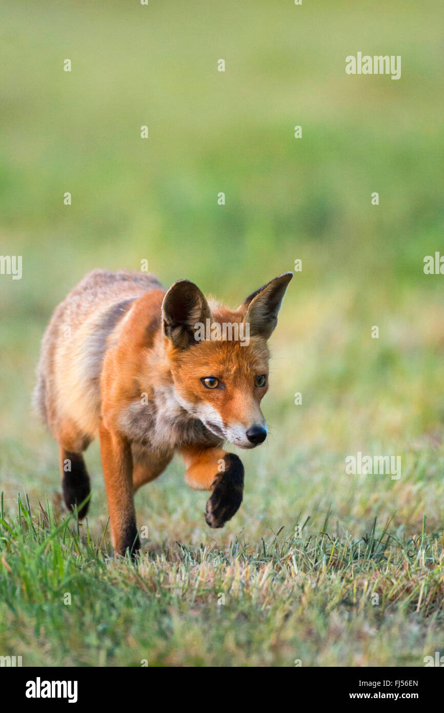 Le renard roux (Vulpes vulpes), marcher dans un pré, vue de face, l'Allemagne, Brandebourg Banque D'Images