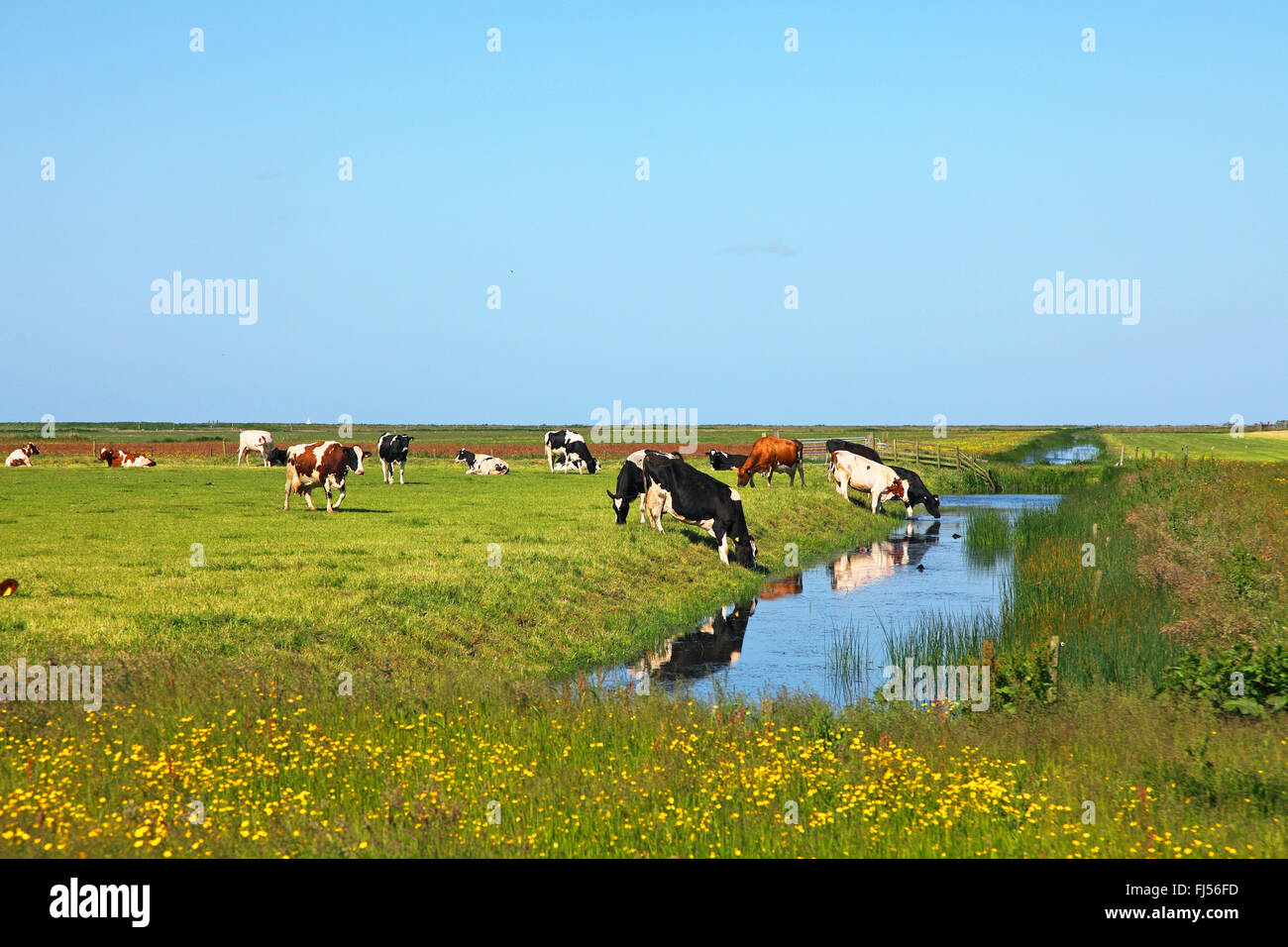 Les bovins domestiques (Bos primigenius f. taurus), les vaches de prendre un verre dans un fossé, Pays-Bas, Frise, Workumer Waard Banque D'Images