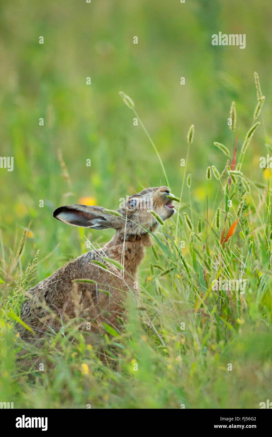 Lièvre européen, lièvre Brun (Lepus europaeus), mange de l'herbe, vue de côté, l'Allemagne, Brandebourg Banque D'Images