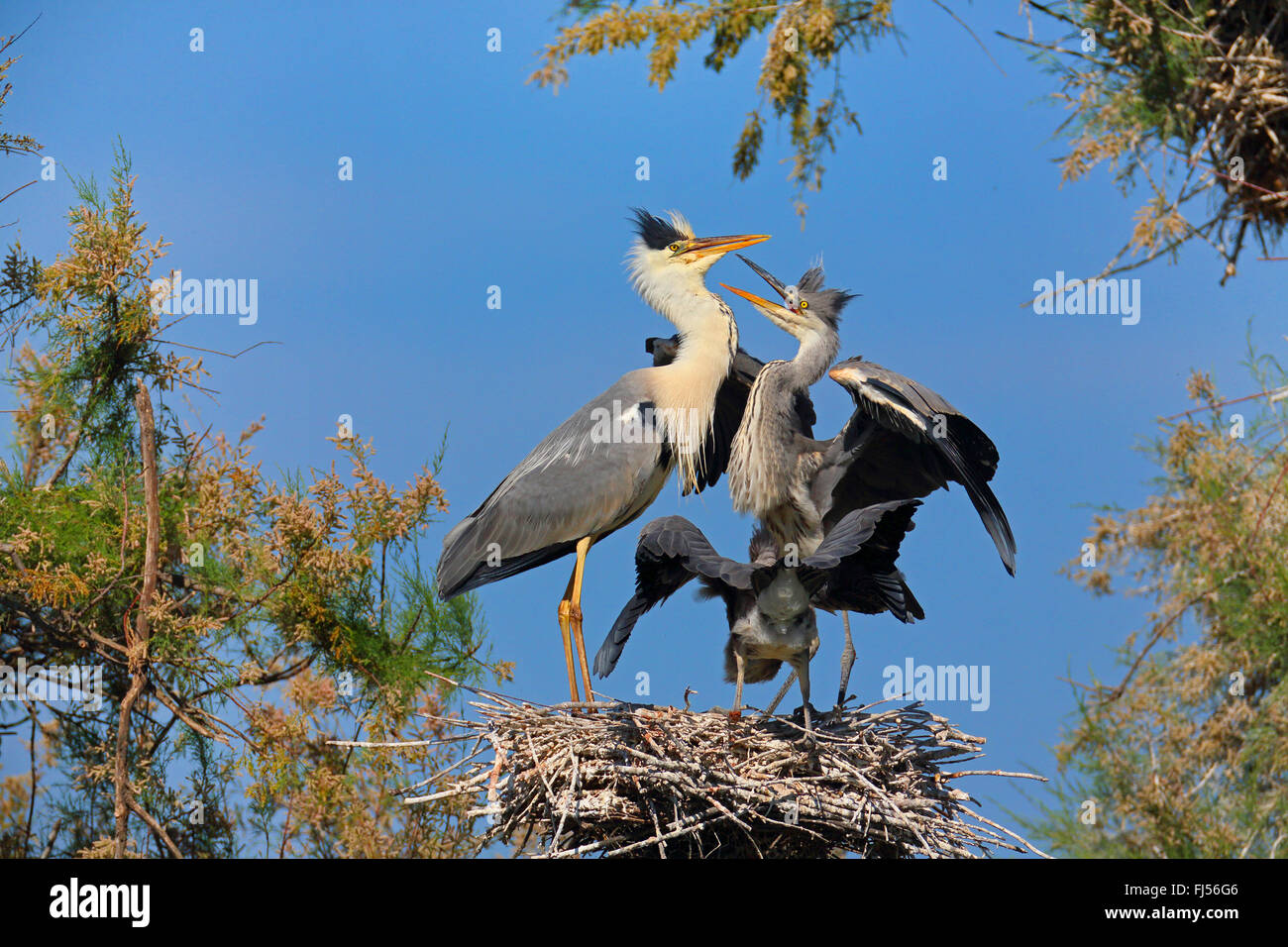 Héron cendré (Ardea cinerea), oiseau juvénile mendier de la nourriture d'un oiseau adulte, la France, la Camargue Banque D'Images