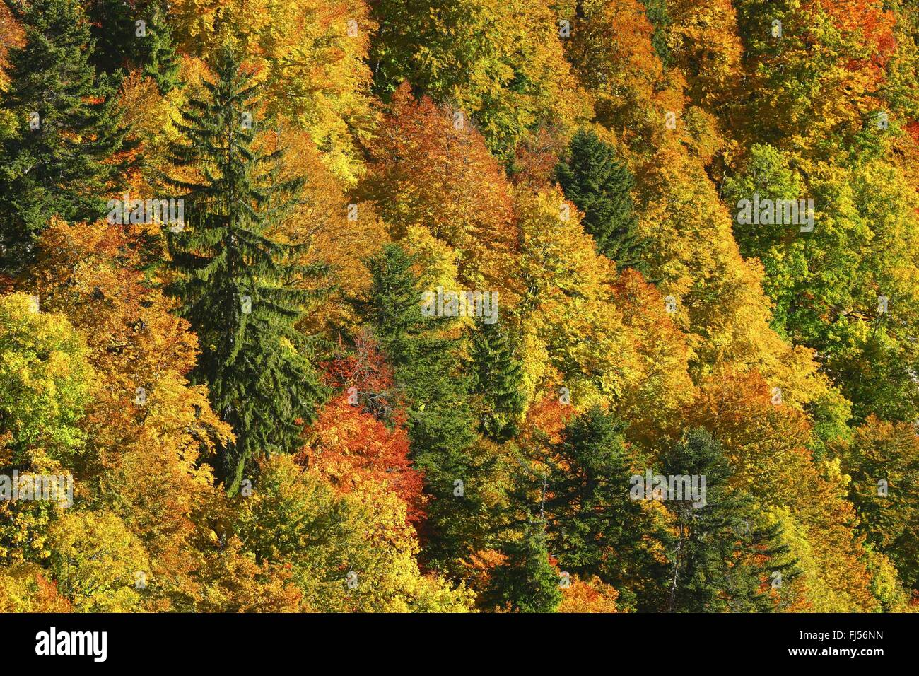 Forêt mixte à l'automne, la Suisse, Neuchâtel, Creux du Van Banque D'Images