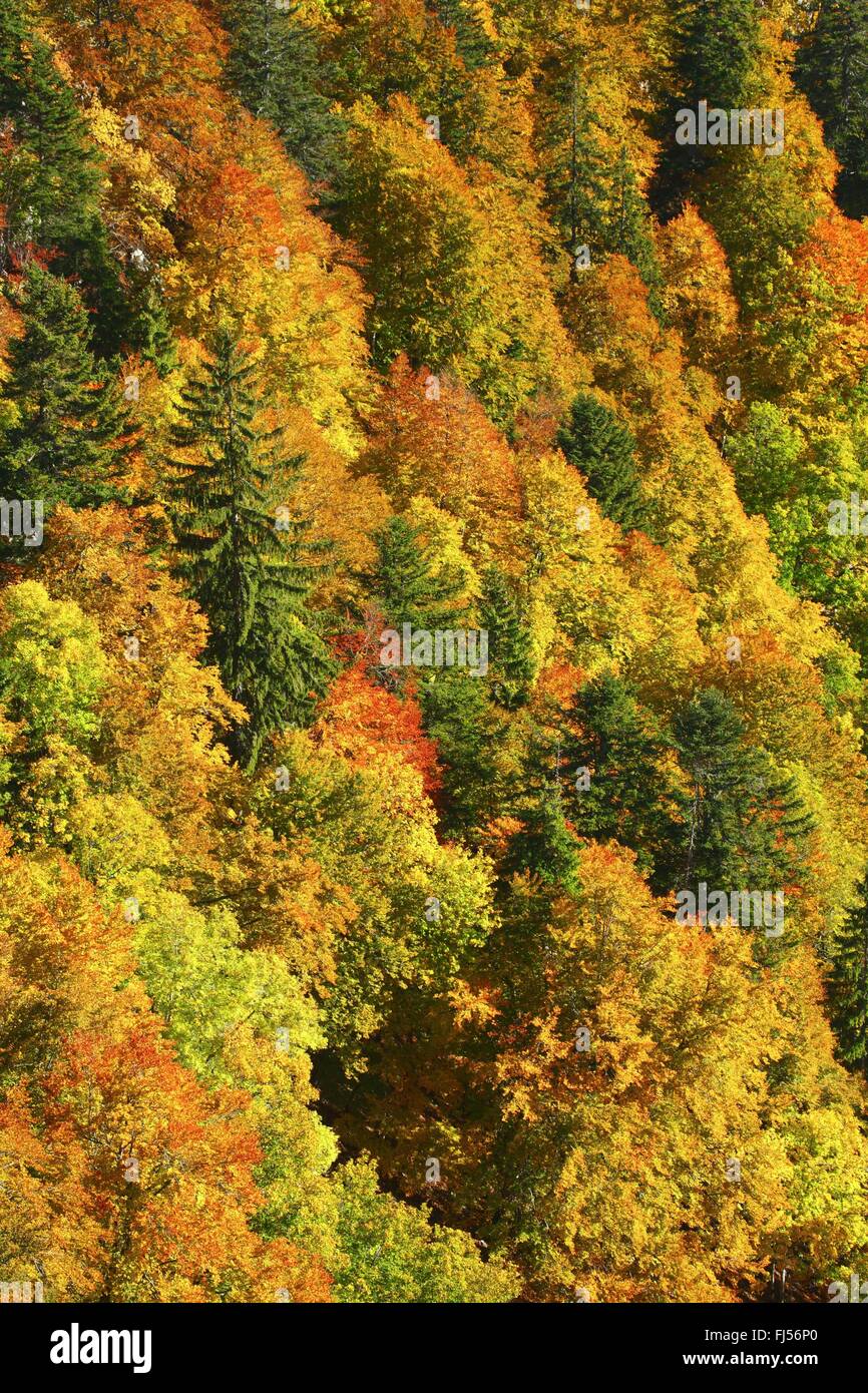 Forêt mixte à l'automne, la Suisse, Neuchâtel, Creux du Van Banque D'Images