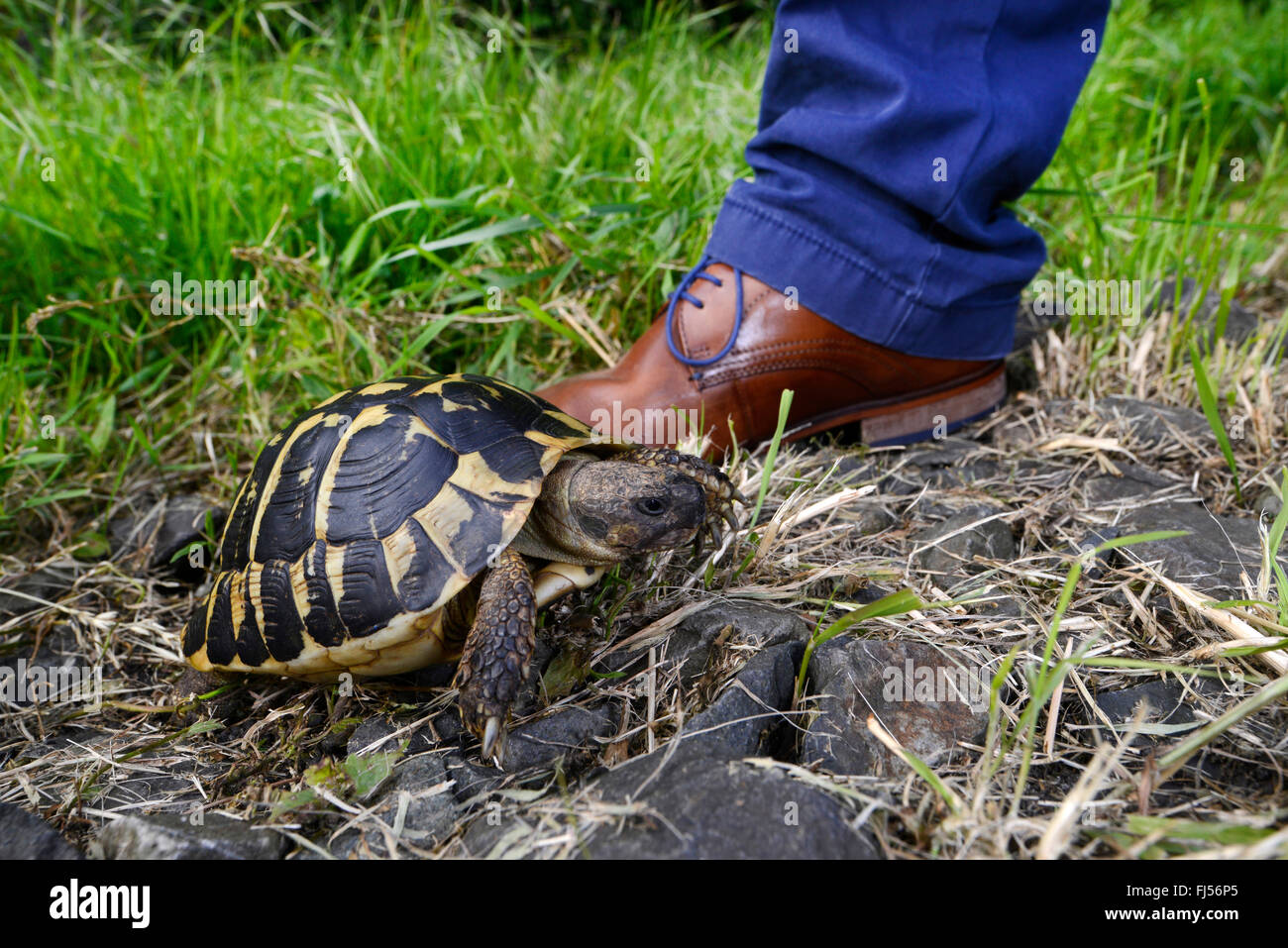 La tortue d'Hermann, tortue grecque (Testudo hermanni), comparatif de