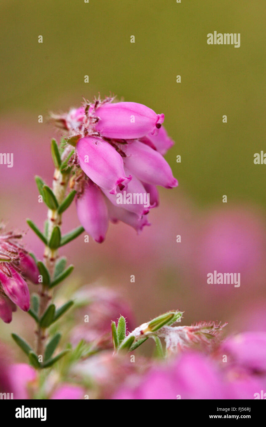 Les feuillus à Heath, Cross-Leaved-Heath (Erica tetralix), l'inflorescence, le Danemark, l'Juetland, ton National Park Banque D'Images