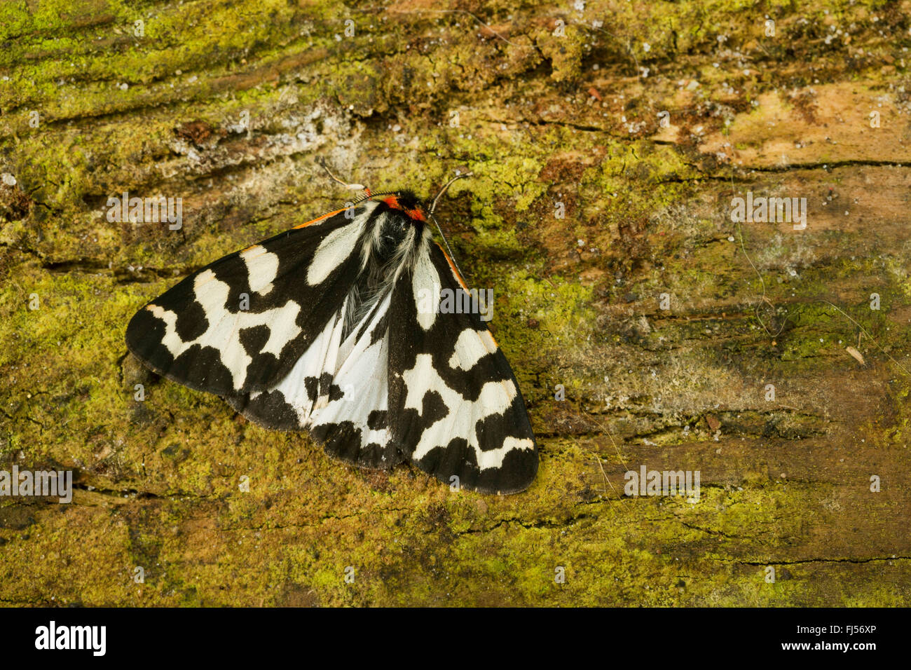 Parasemia plantaginis (Tiger Wood, Phalaena plantaginis), se trouve sur l'écorce, Allemagne Banque D'Images