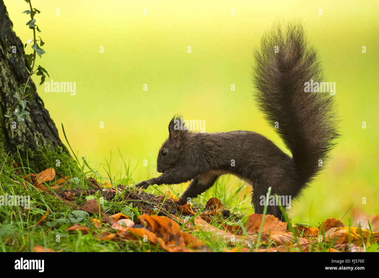L'écureuil roux européen eurasien, l'écureuil roux (Sciurus vulgaris), l'écureuil brun foncé creuser au bas d'un arbre, vue de côté, l'Allemagne, la Saxe Banque D'Images