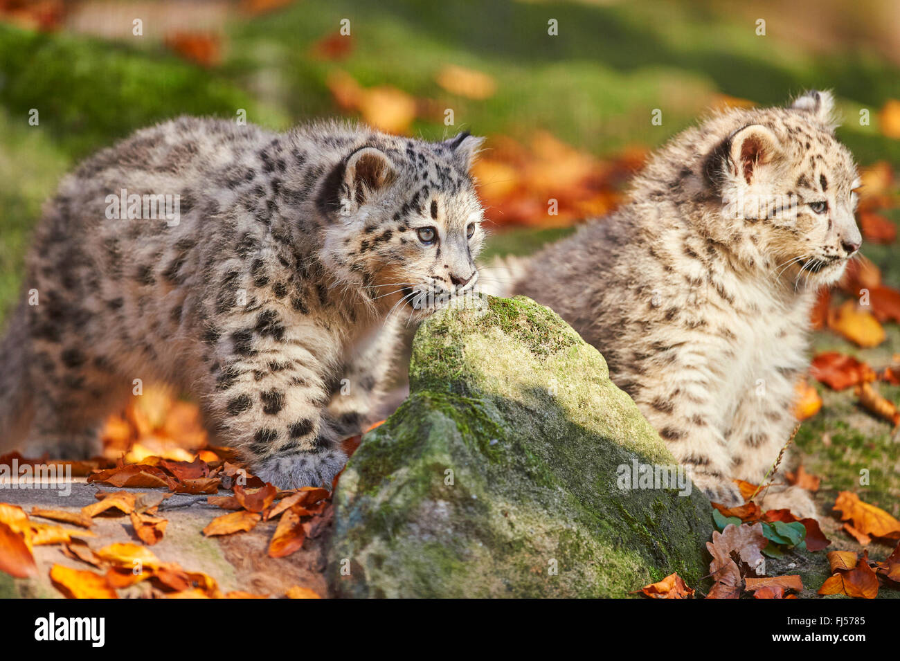 Léopard des neiges (Uncia uncia, Panthera uncia), deux oursons en automne Banque D'Images