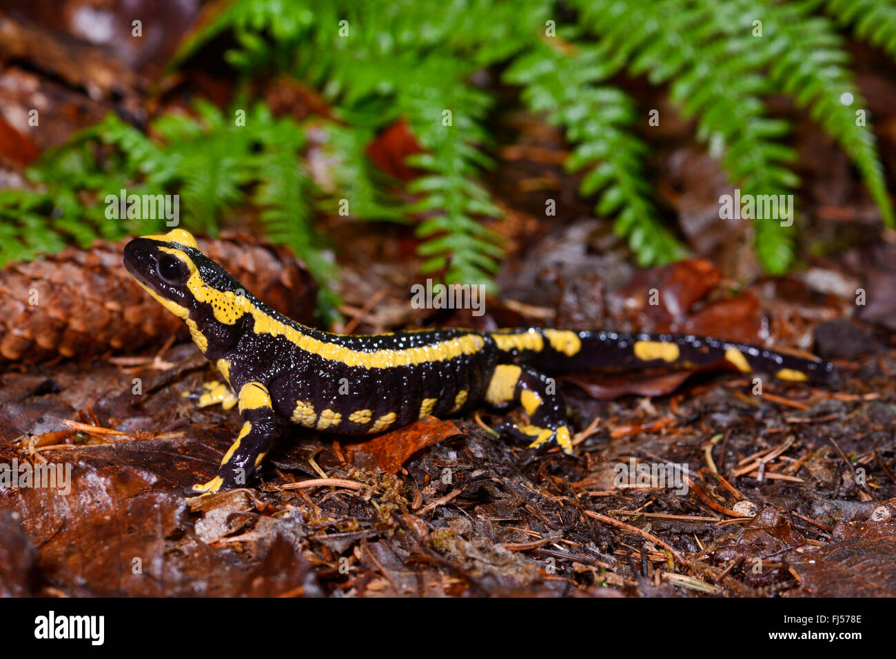 Salamandre terrestre européen (Salamandra salamandra), assis sur le sol de la forêt, de l'Allemagne, en Rhénanie du Nord-Westphalie, région du Bergisches Land Banque D'Images