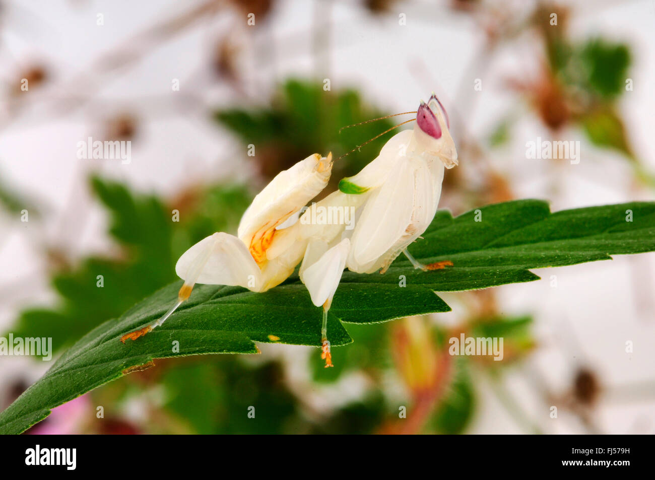 Fleur de marche, mantis mantis orchidée, Rose orchid mantis (Hymenopus coronatus), blanc sur une feuille de cannabis mantis Banque D'Images