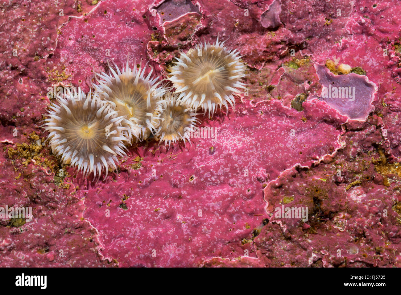 Anémone de mer (Sagartia elegans, Sagartia elegans var. nivea, Actinia elegans), quatre d'anémones de mer Banque D'Images