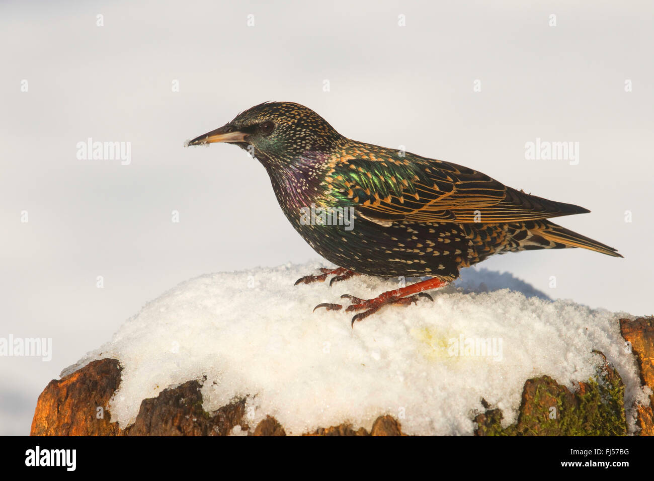 Étourneau sansonnet (Sturnus vulgaris), sur un tronc d'arbre couvert de neige en hiver, vue de côté, l'Allemagne, Rhénanie du Nord-Westphalie Banque D'Images
