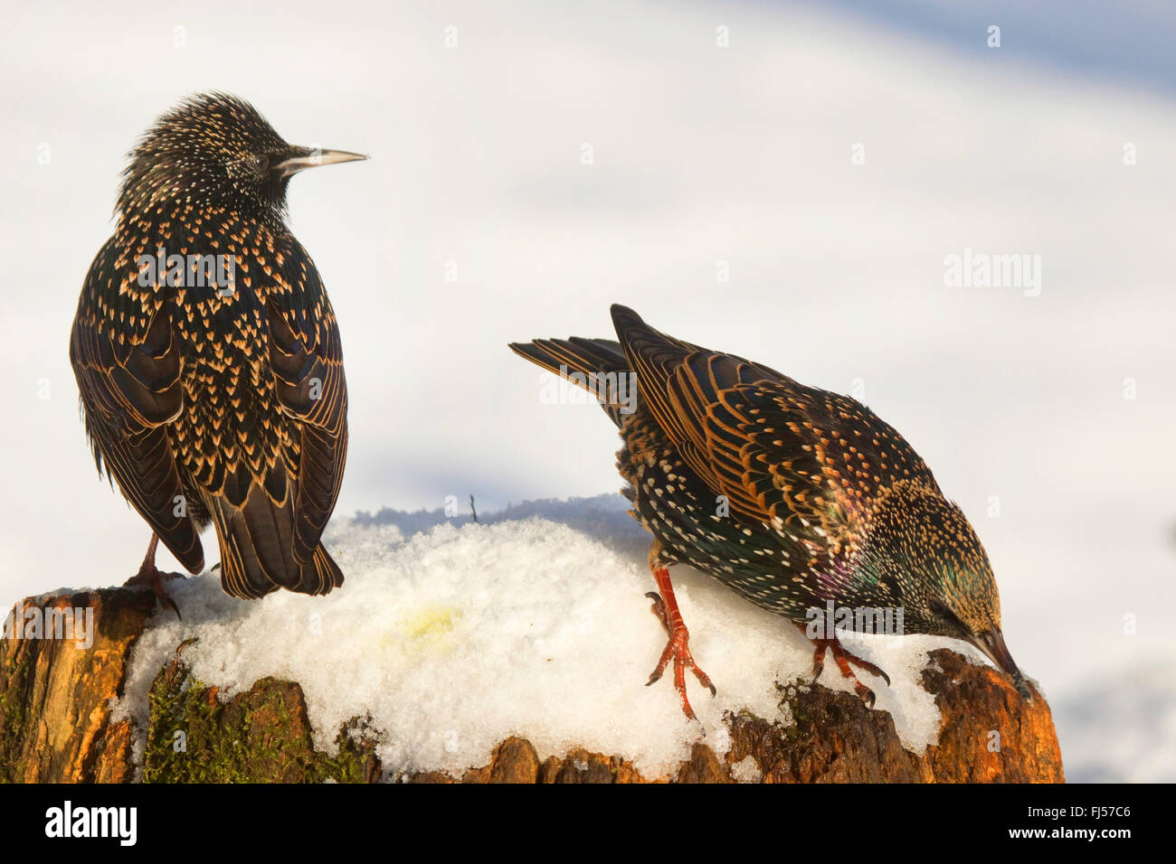 Étourneau sansonnet (Sturnus vulgaris), sur un arbre en hiver des chicots, Allemagne, Rhénanie du Nord-Westphalie Banque D'Images