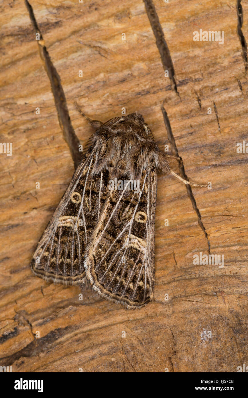 Tholera decimalis à plumes (gothique, Epineuroneia popularis), homme, Allemagne Banque D'Images