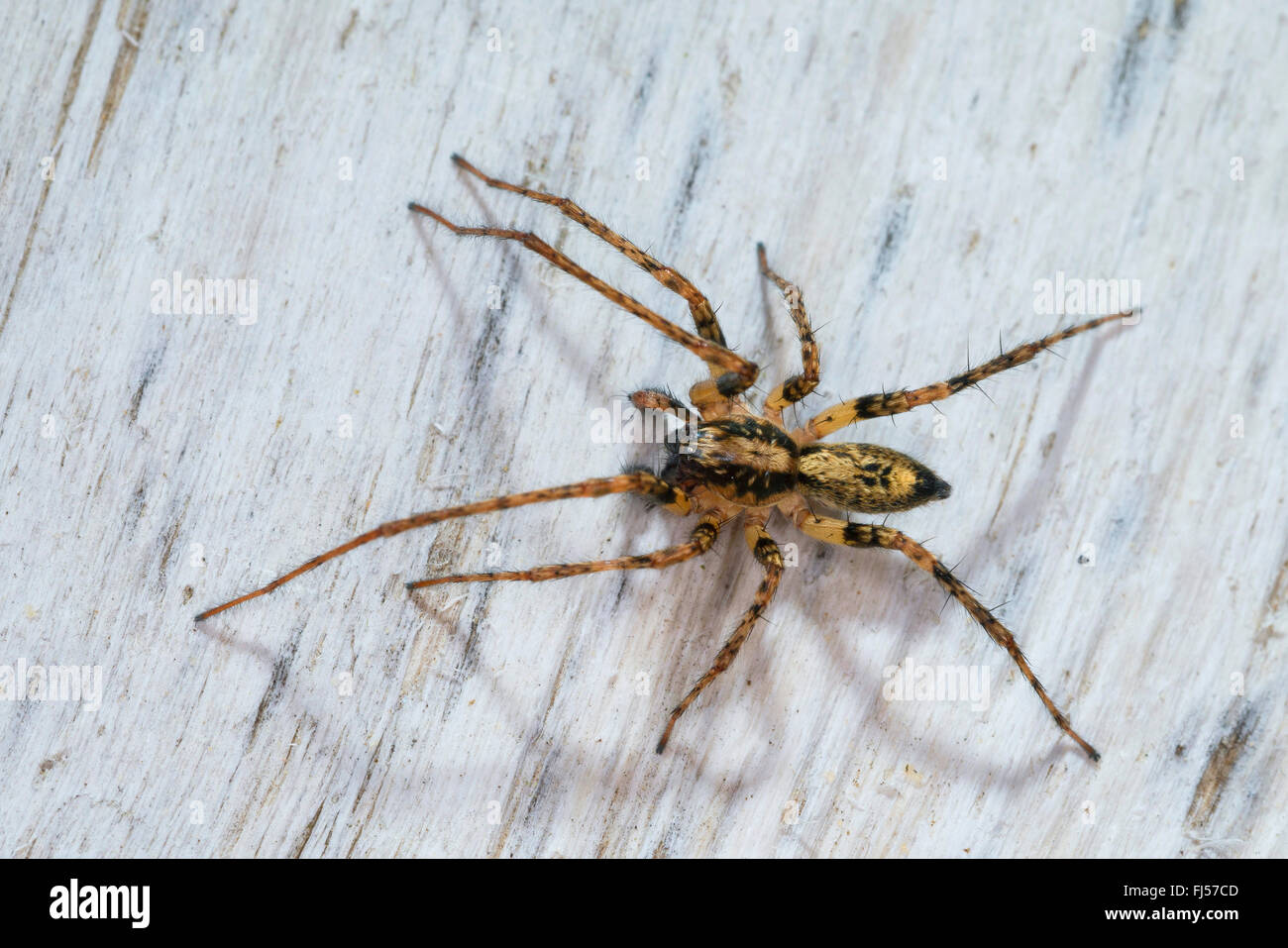 Anyphaena accentuata bourdonnement (araignée), homme, araignée de l'année 2015, Allemagne Banque D'Images