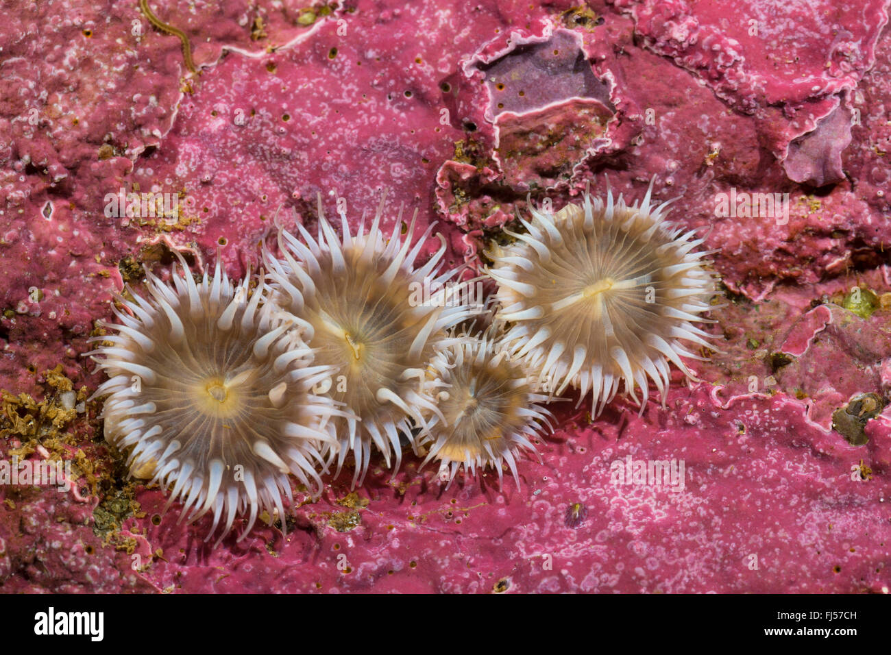 Anémone de mer (Sagartia elegans, Sagartia elegans var. nivea, Actinia elegans), quatre d'anémones de mer Banque D'Images