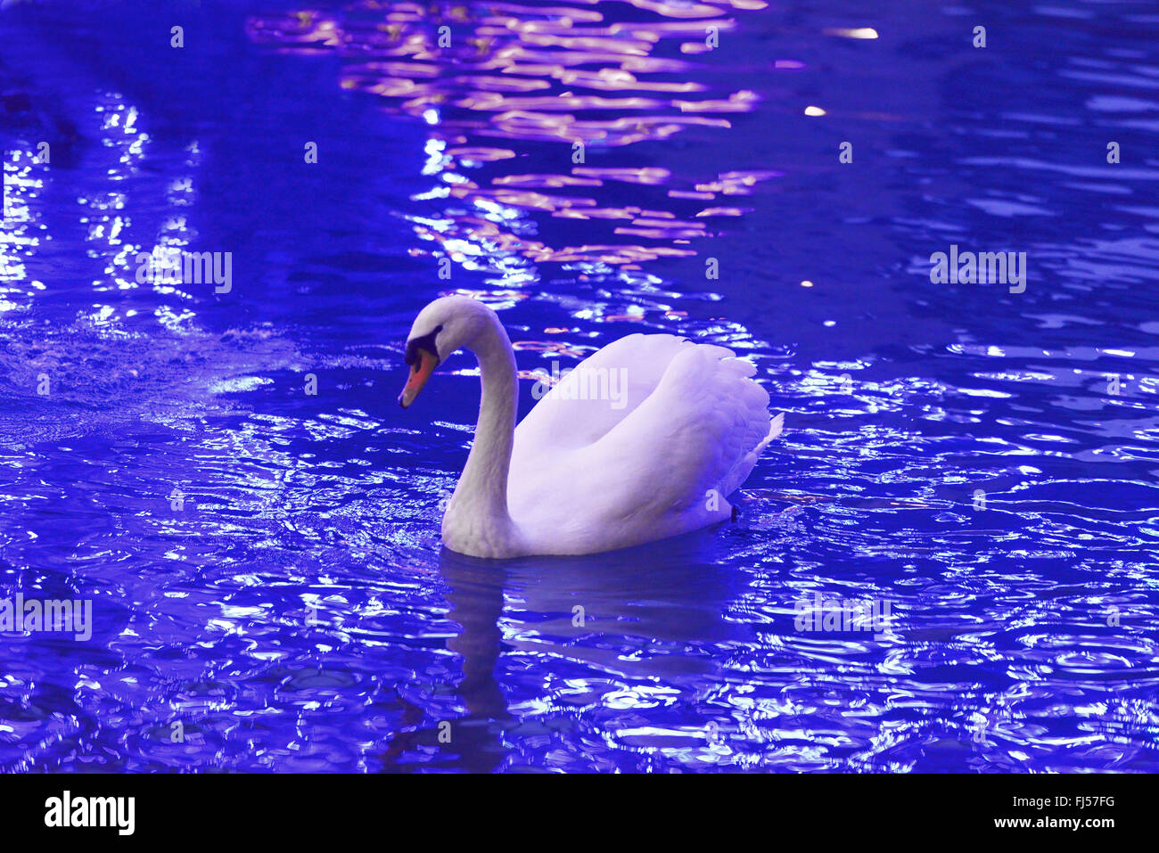 Mute swan (Cygnus olor), dans un canal près de Annecy, France, Savoie Banque D'Images