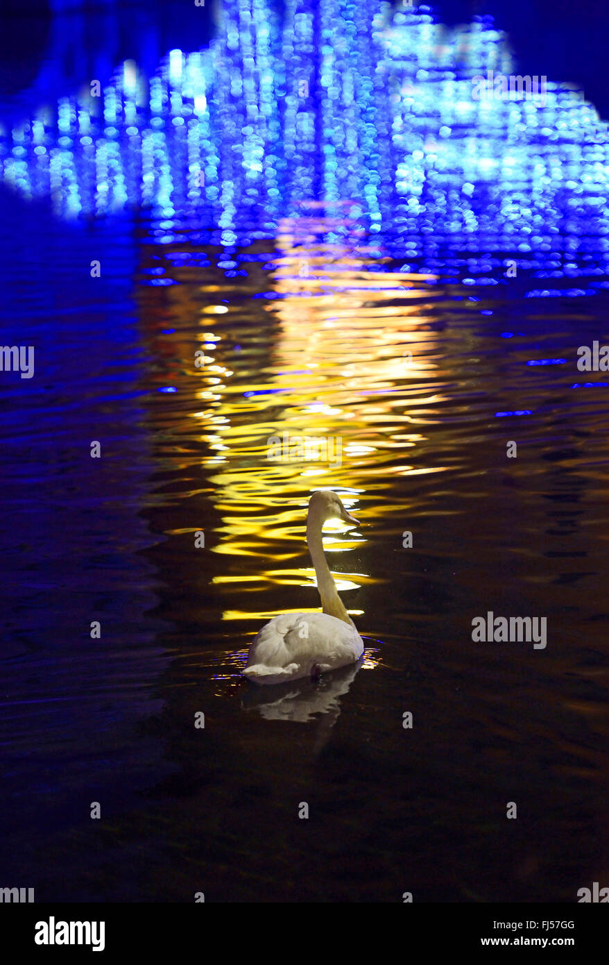Mute swan (Cygnus olor), dans un canal près de Annecy, France, Savoie Banque D'Images
