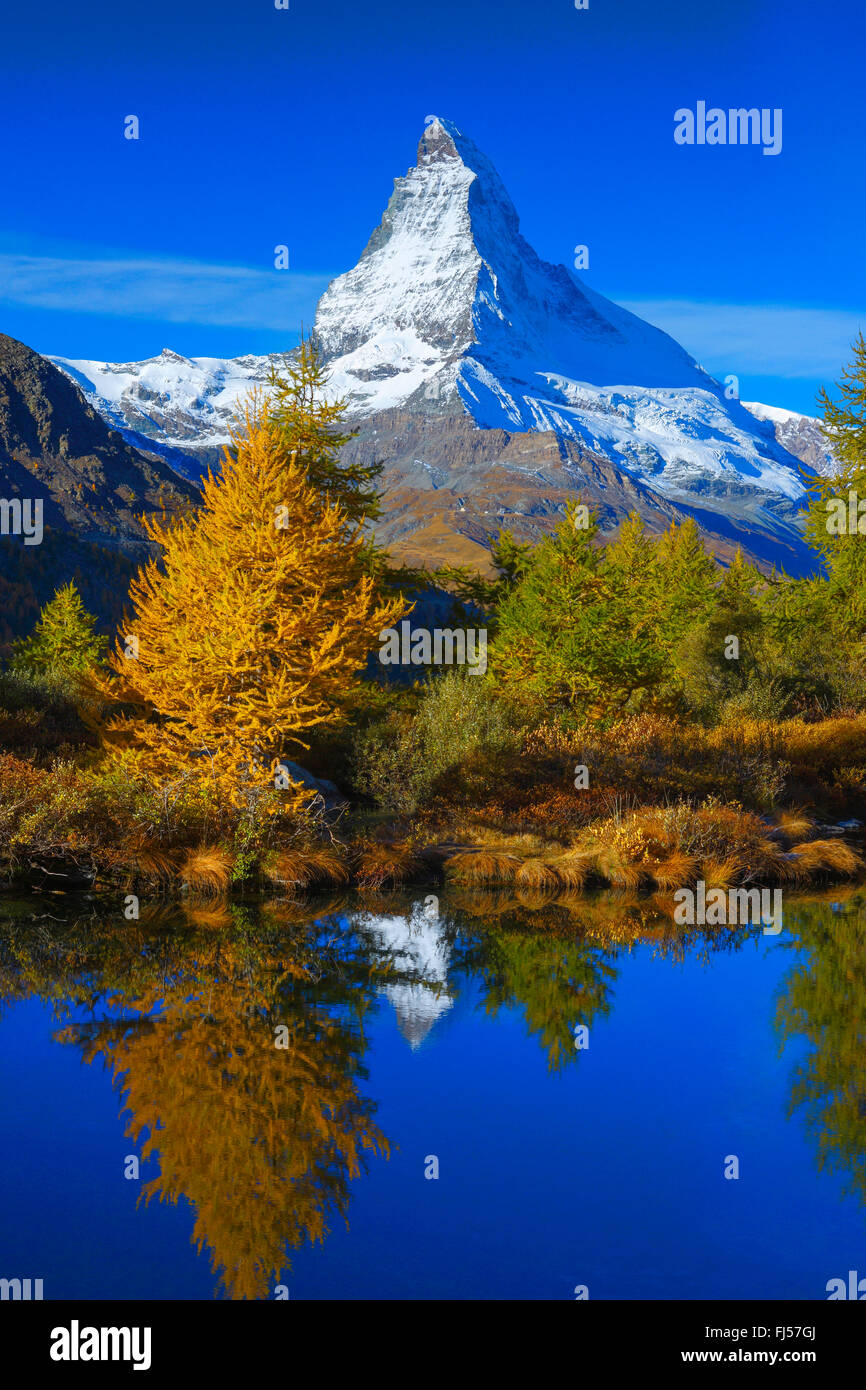 Matterhorn et mélèzes mirroring sur le lac Grindji, Suisse, Valais Banque D'Images