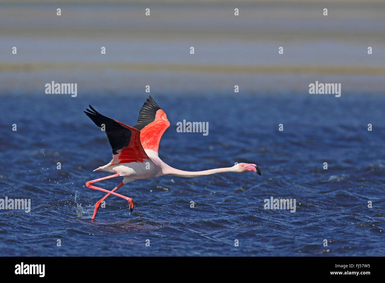 Flamant rose (Phoenicopterus roseus, Phoenicopterus ruber roseus), à partir de l'eau, vue de côté, la France, la Camargue Banque D'Images