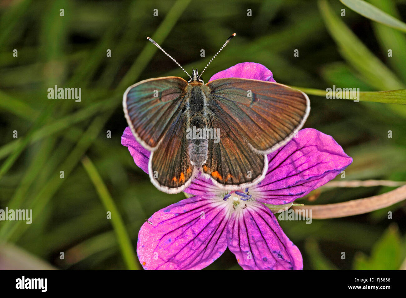 Aricia eumedon Argus (géranium, Eumedonia eumedon, Plebejus eumedon, Plebeius eumedon, Lycaena eumedon), sur le géranium blossom, vue de dessus, Allemagne Banque D'Images
