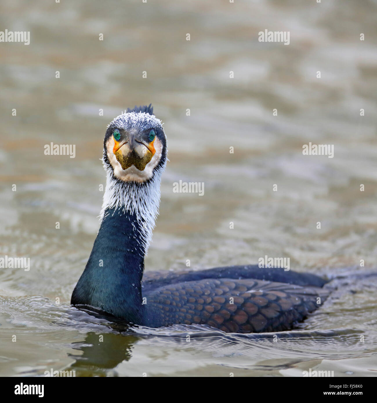 Chinese grand cormoran (Phalacrocorax carbo sinensis, Phalacrocorax sinensis), natation en plumage nuptial, Pays-Bas, Makkum Banque D'Images