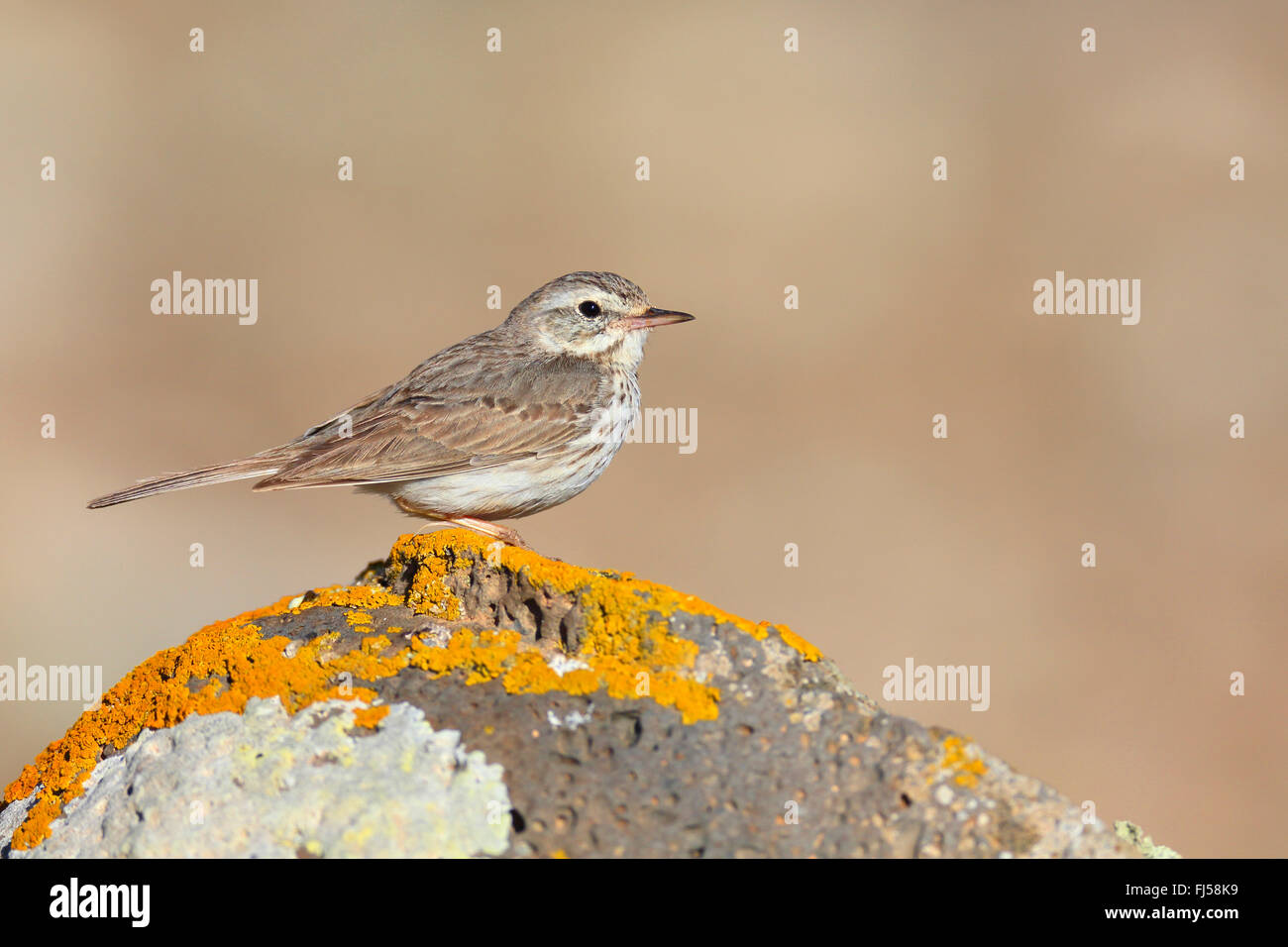 (Anthus Berthelotii pitpit des Canaries), debout sur une pierre lichened, side view, Canaries, Fuerteventura Banque D'Images