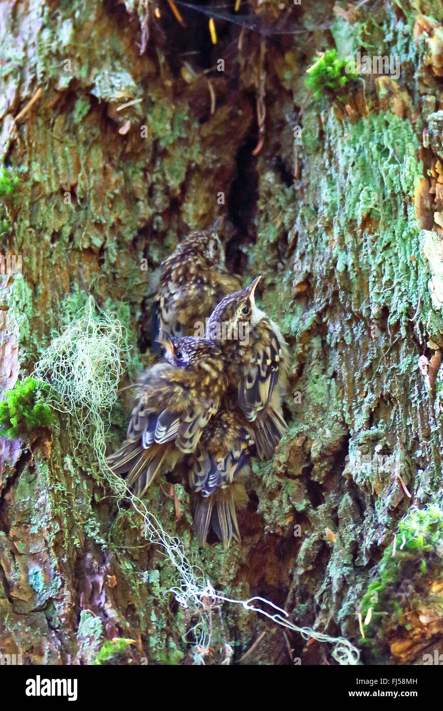 Bruant américain (Certhia americana), quatre oisillons à l'asseoir près ensemble à un tronc d'arbre, Canada, Colombie-Britannique, île de Vancouver Banque D'Images