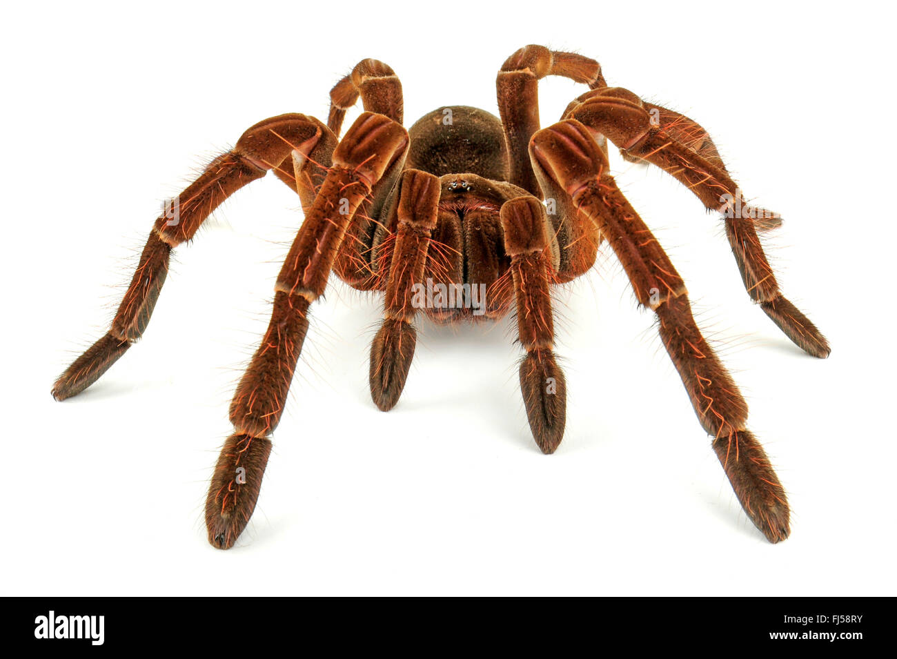 Goliath birdeater tarantula (Theraphosa stirmi), l'une des plus grandes araignées d'oiseaux dans le monde Banque D'Images