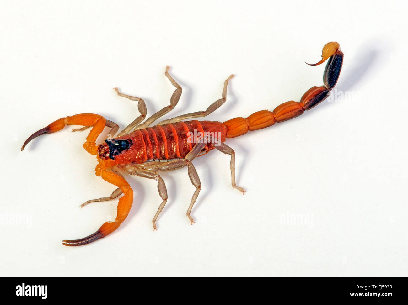 Scorpion rouge, bleu Scorpion (Rhopalurus junceus), endémique scorpion de Cuba, cut-out, Cuba Banque D'Images