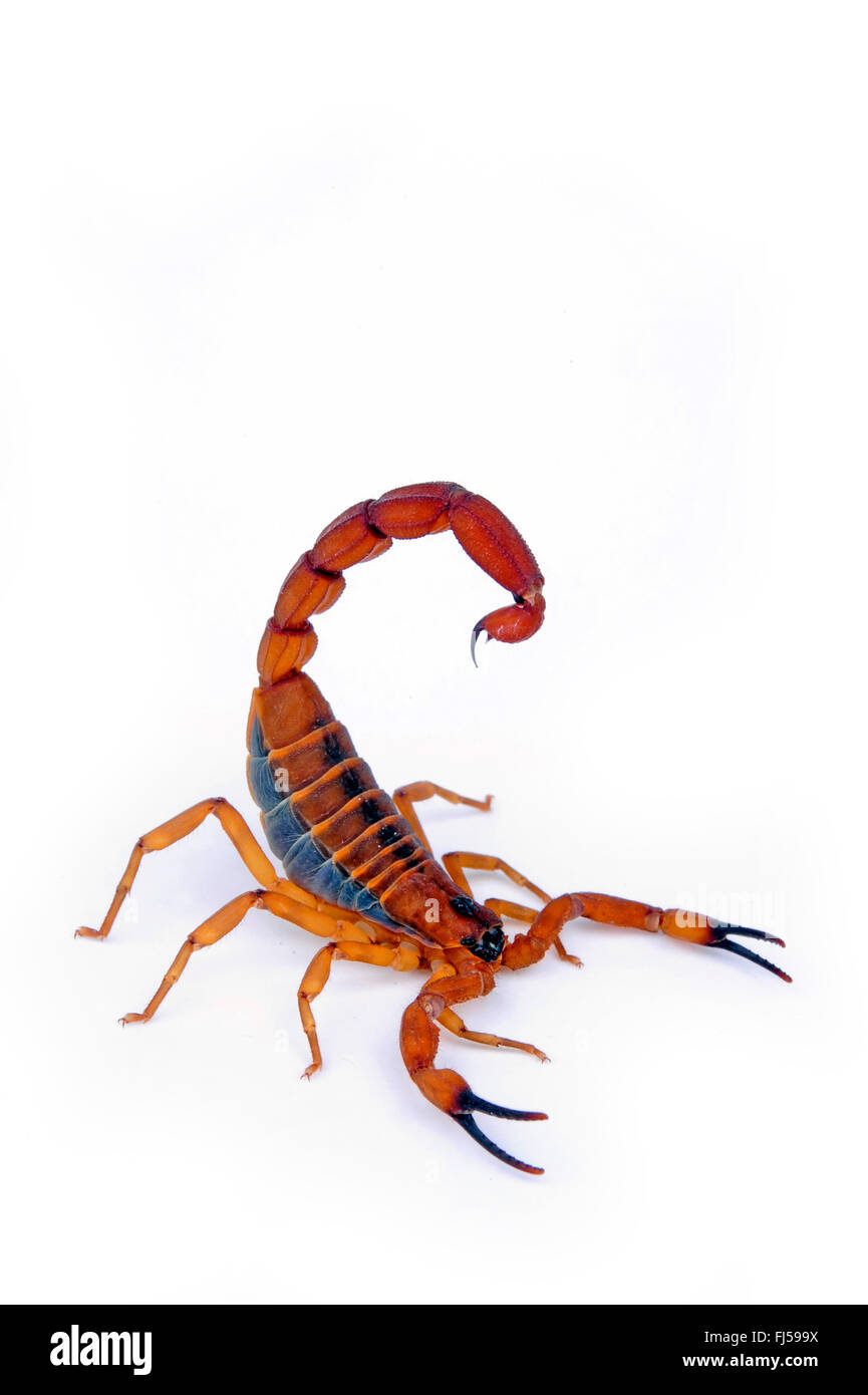 Babycurus Babycurus jacksoni jacksoni) (scorpion, avec sting, double cut-out, Tanzanie Banque D'Images