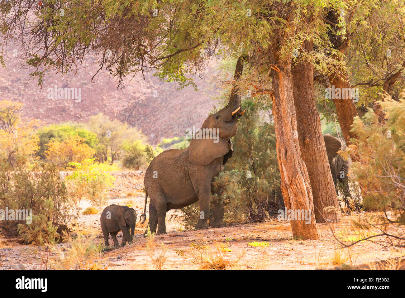 L'éléphant du désert, le désert de l'éléphant, l'éléphant africain (Loxodonta africana africana), mère de jeunes elefant se nourrir dans la rivière à sec de Huab, la Namibie, le Damaraland Huab, Banque D'Images