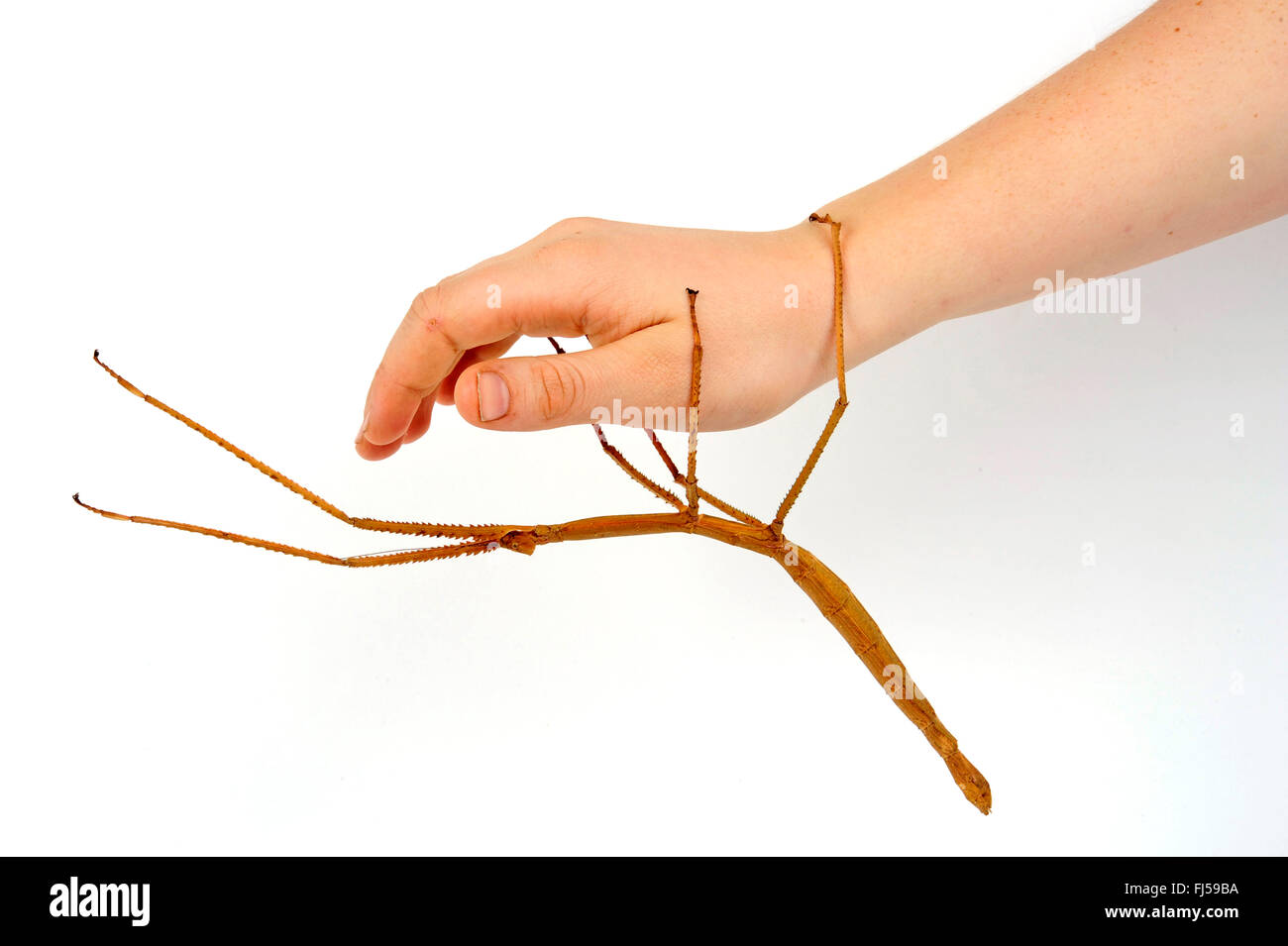 Stick vert géant Bug (Pharnacia biceps), sur un côté, cut-out Banque D'Images