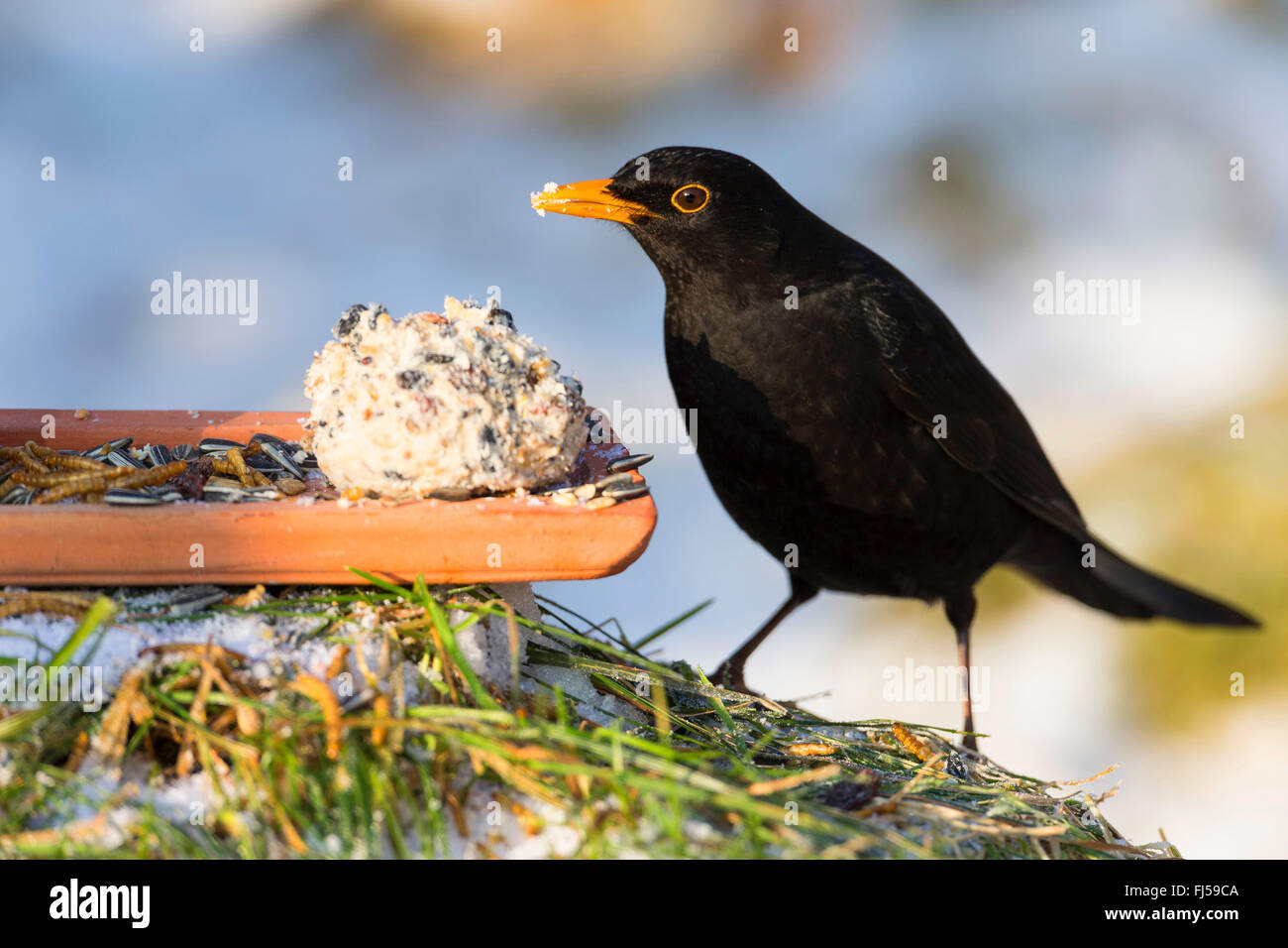 Blackbird (Turdus merula), homme à l'alimentation d'hiver place, Allemagne Banque D'Images