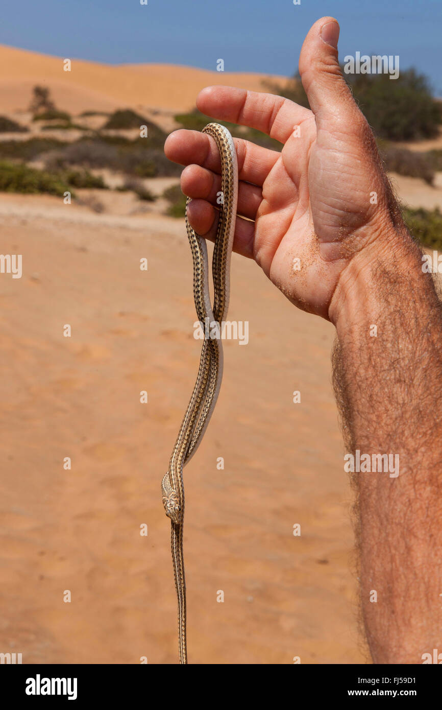 Guide présentant un serpent au cours de promenade guidée à travers les dunes de sable, la Namibie, le Parc National de Dorob, Swakopmund Banque D'Images