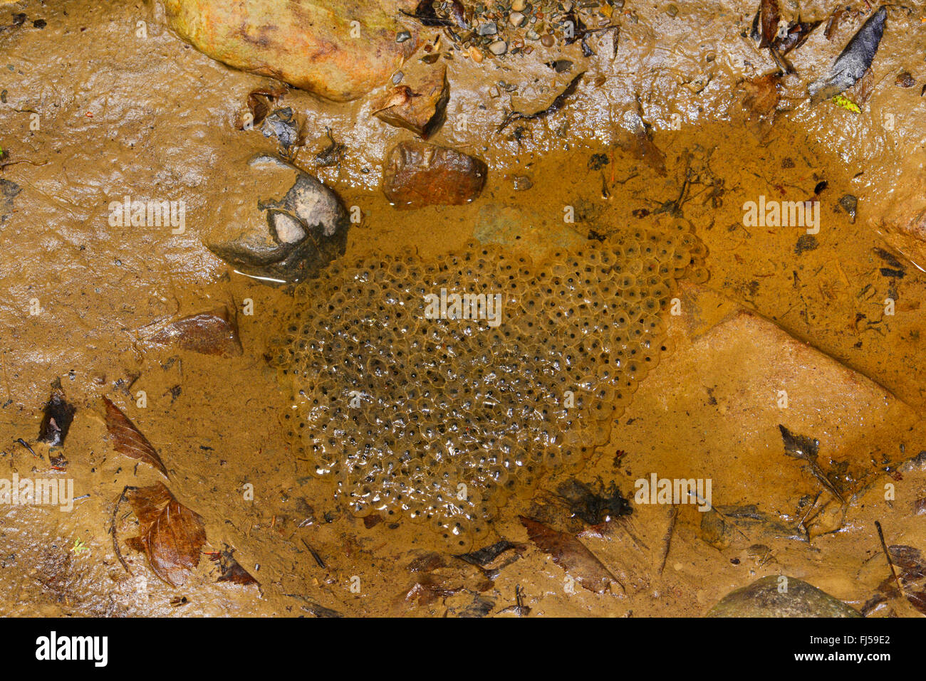 Grenouille rousse, grenouille herbe (Rana temporaria), oeufs de grenouille dans une petite flaque d'eau, danger d'assèchement, Roumanie, Karpaten Banque D'Images